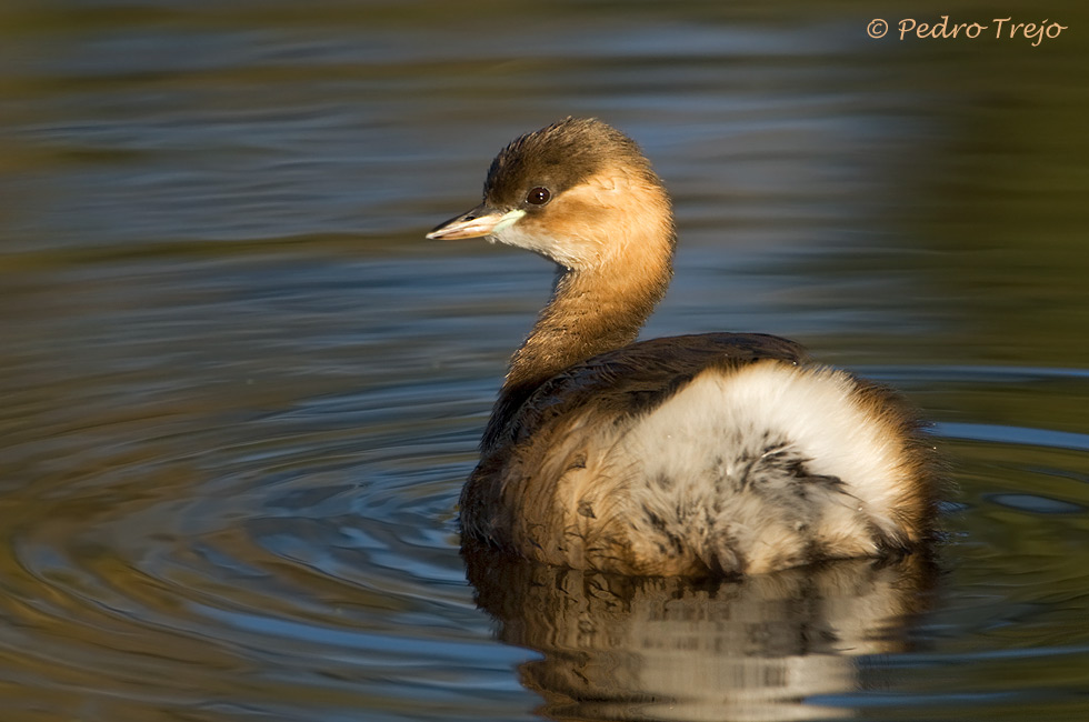 Zampullin chico ( Tachybaptus ruficollis )